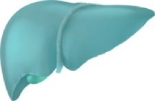 Blue graphic of a liver.