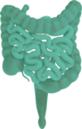 Green graphic of large and small intestines.