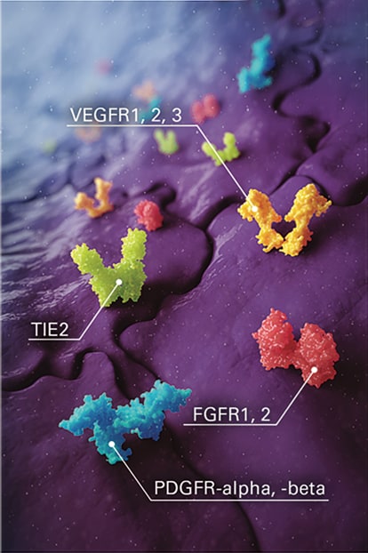 Endothelial cell with labels on key angiogenic receptors inhibited by STIVARGA (regorafenib): VEGFR1, 2, and 3; TIE2; PDGFR-alpha and -beta; and FGFR1 and 2 via kinase inhibition.