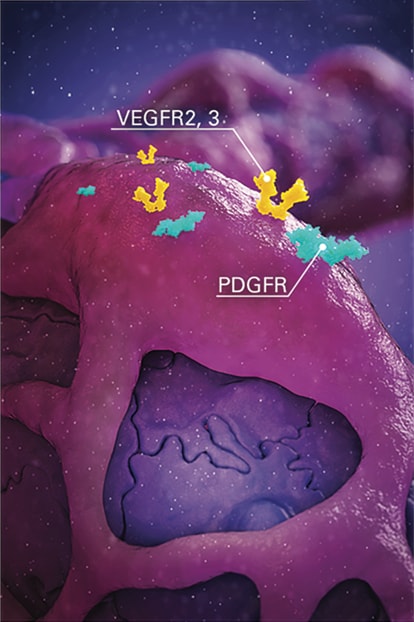 Pericyte with labels on VEGFR2 and 3 and PDGFR.