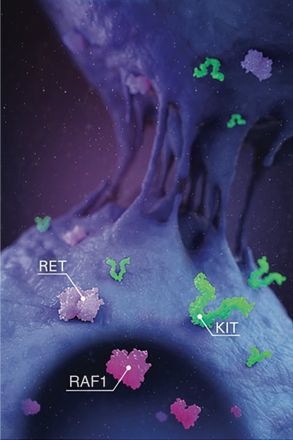 Tumor cell with labels on multiple protein kinases potently blocked by STIVARGA (regorafenib), including KIT, RAF-1, and RET, which are important in oncogenesis.